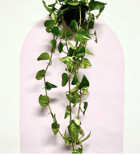 Image 13-8-2024 at 1.25 pm.jpeg